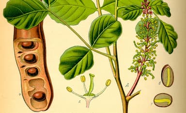 Why Jews Used to Eat Dried Carob on Tu b’Shvat