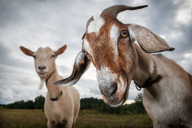 Why Goats Show Up in So Many Idioms