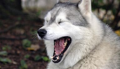 Agnon’s Dog, and Other Talking Animals in Jewish Literature